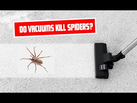 Do Vacuums Kill Spiders? Unveiling the Truth About Vacuuming Arachnids